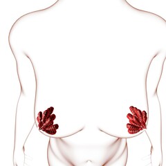 Wall Mural - Mammary Glands Anatomy For Medical Concept 3D