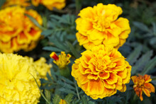 American Marigold Blooming In The Garden.