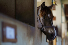 Head Of Horse Peeking Out Of The Stable Doors On The Background Of Other Horses