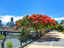 A Blooming Flamboyant Tree On The Street