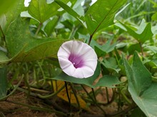 Sweet Potato Flower (Ipomoea Batatas) In Tropical Nature South Borneo