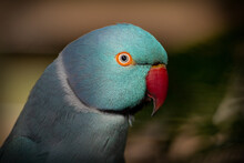 Close Up Of A Blue Indian Ringneck Parrot