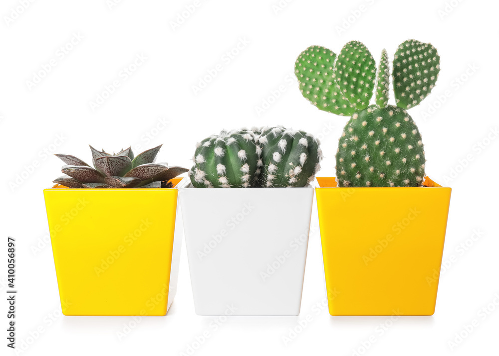Green succulent and cacti in pots on white background
