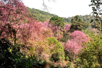 Wall Mural - Blossom of Wild Himalayan Cherry (Prunus cerasoides) or Giant tiger flower