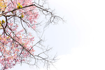 Wall Mural - Blossom of Wild Himalayan Cherry (Prunus cerasoides) or Giant tiger flower