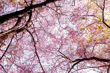 Wall Mural - Blossom of Wild Himalayan Cherry (Prunus cerasoides) or Giant tiger flower