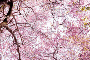 Wall Mural - Blossom of Wild Himalayan Cherry (Prunus cerasoides) or Giant tiger flower