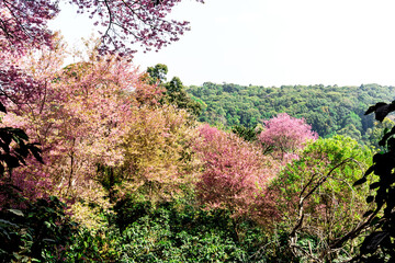 Wall Mural - Blossom of Wild Himalayan Cherry (Prunus cerasoides) or Giant tiger flower