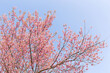 © suwatwongkham - Blossom of Wild Himalayan Cherry (Prunus cerasoides) or Giant tiger flower