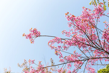 Wall Mural - Blossom of Wild Himalayan Cherry (Prunus cerasoides) or Giant tiger flower