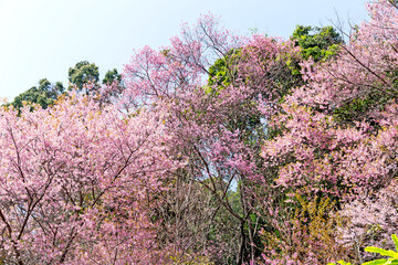 Wall Mural - Blossom of Wild Himalayan Cherry (Prunus cerasoides) or Giant tiger flower