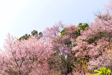 Wall Mural - Blossom of Wild Himalayan Cherry (Prunus cerasoides) or Giant tiger flower