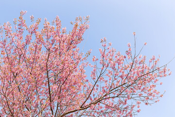 Wall Mural - Blossom of Wild Himalayan Cherry (Prunus cerasoides) or Giant tiger flower