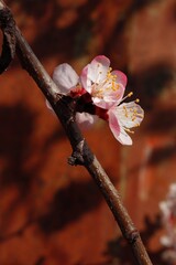 Two white and pink plum tree flowers on diagonal twig. Detail prunus blossom. Macro closeup of blooming plum flowers on blurred background with copy space.