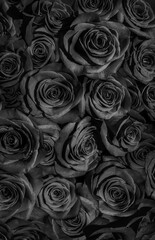 Wall Mural -  dark black roses. a lote of close-up roses.