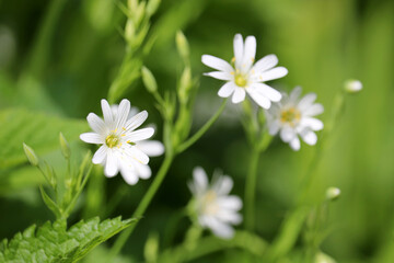 Spring meadow with white flowers of Greater Stitchwort (Stellaria holostea) in green grass. Floral background, beauty of nature