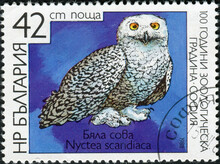 BULGARIA - CIRCA 1988: A Stamp Printed In Bulgaria Shows Snowy Owl, Arctic Owl Or Great White Owl