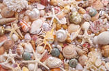 Fototapeta Łazienka - Seashell background, lots of seashells with starfishes