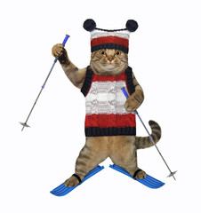 Wall Mural - A beige cat dressed in a sweater and a knitted hat is skiing. White background. Isolated.