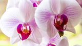 Fototapeta Storczyk - biało fioletowy storczyk