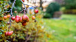 jabłoń ozdobna ogrodowa jesienią