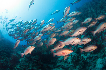 Massive school of Two spot red snapper (Ras Mohammed, Sharm El Sheikh, Red Sea, Egypt)