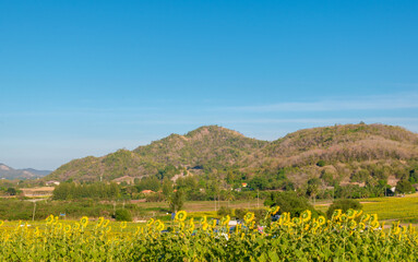 Landscape nature of flower fields and mountains. beautiful field sunflower bright blue sky on  hill