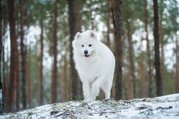  Samoyed white dog is sitting in the winter forest