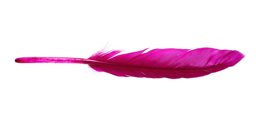 Wall Mural - Purple feather, quill isolated on white background with clipping path