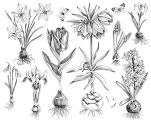 Hnand drawn spring bulbous flowers