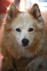 Canvas Print - Portrait of an adorable furry dog with a cute attentive look