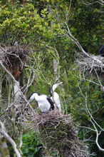 Australian Pied Cormorants Phalacrocorax Varius. Pair In The Nest. Stewart Island. Rakiura National Park. New Zealand.