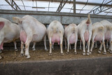 Fototapeta Zwierzęta - Goats. Dairy farm. Goats farm. Netherlands. Goats at modern stable.