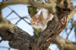 Hübsche rote Katze sitzt auch einem alten Apfelbaum mit Blick zum Betrachter