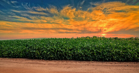 Agricultural soy plantation on sunset - Green growing soybeans plant against sunlight