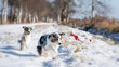 Zwei Australian Shepherd Hunde laufen im Schnee einem Spielzeug hinter her