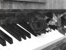 Rose On Piano Keys