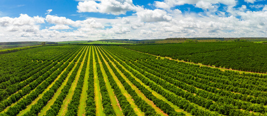 Wall Mural - Aerial views over top of rows of orange trees in plantation.