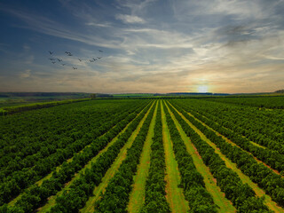 Wall Mural - Aerial views over top of rows of orange trees in plantation.