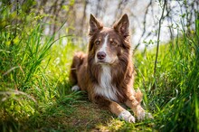 Border Collie  In The Grass