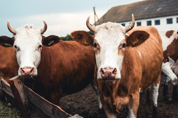 Cows on the form. Milk, meat production. Household animals.