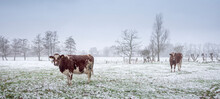 Red And White Cows In Snow Covered Meadow Near Utrecht In Holland