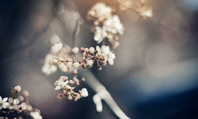 Wall Mural - White flowers of cherry.