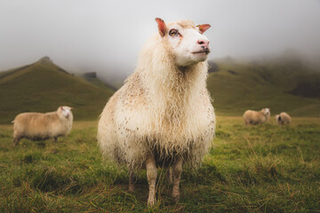 proud looking icelandic sheep (ovis aries) stands tall for the camera in a rural setting near vik, i