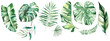 Leinwandbild Motiv Watercolor tropical leaves illustration