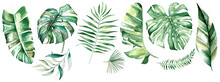 Watercolor Tropical Leaves Illustration