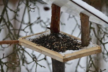 Wall Mural - Close-up on a wooden feeder with a sunflower for wild birds in winter snow