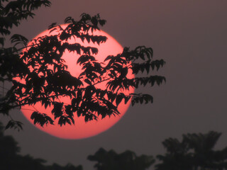 Sticker - Mesmerizing shot of tree branches in the background of the red round-shaped moon