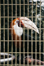 Closeup Vertical Portrait Of A Great Hornbill Bird Behind Cage Bars In A Zoo