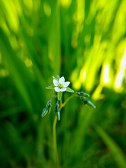 Wall Mural - Spergula arvensis - corn spurrey in super macro shot on green background